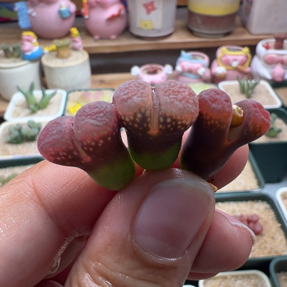 85。一万五赞福利。草莓蛋糕单颗