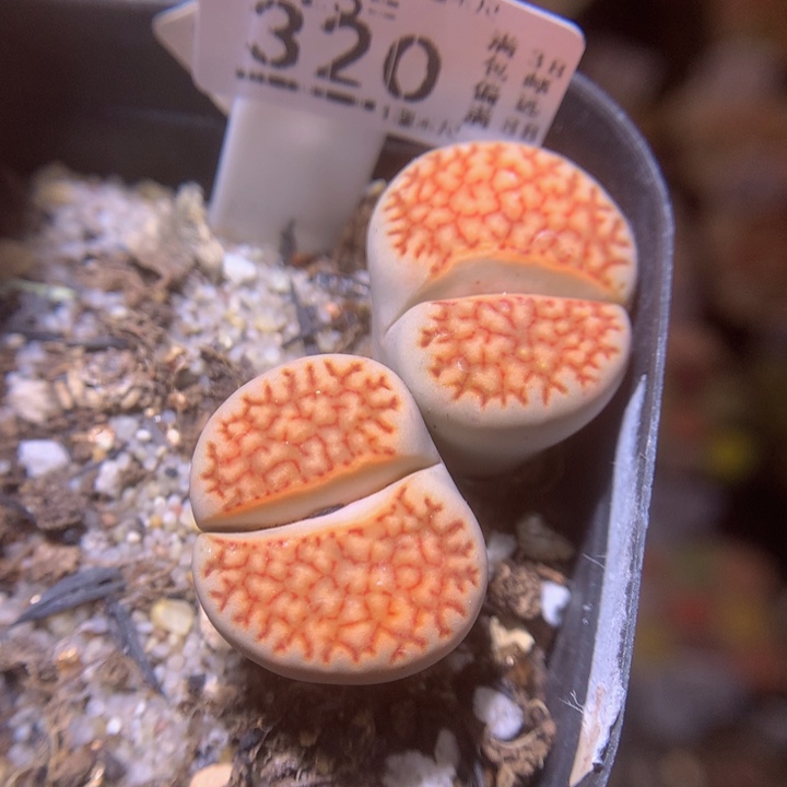 精品生石花25.320