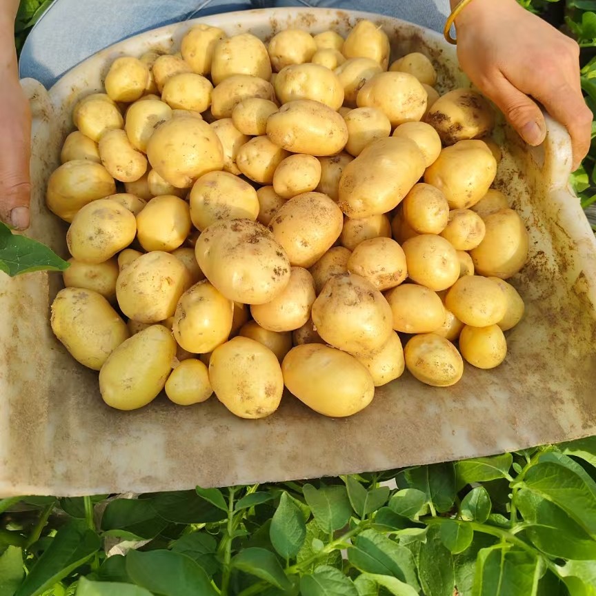 【恩施本地土豆】农历正月～7月发新鲜土豆8～腊月发老土豆介意慎拍