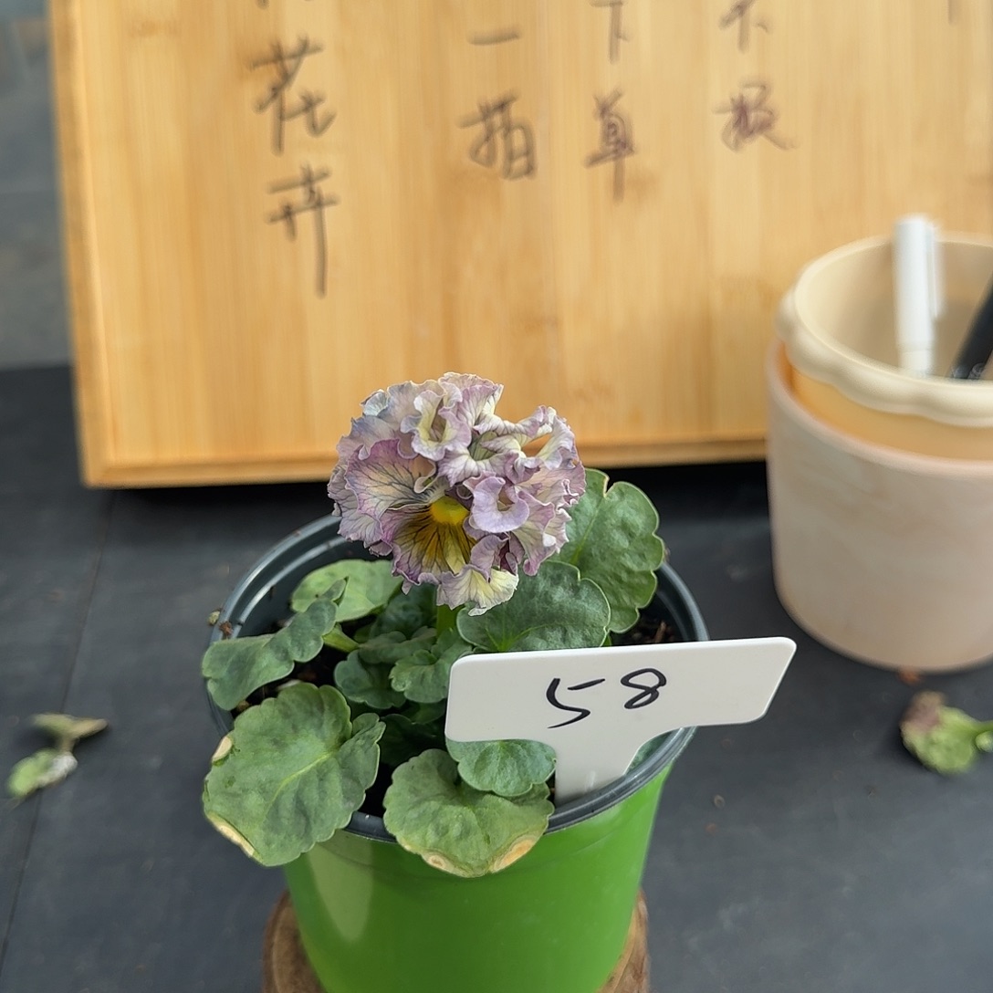 完全开放58洛可可礼服58