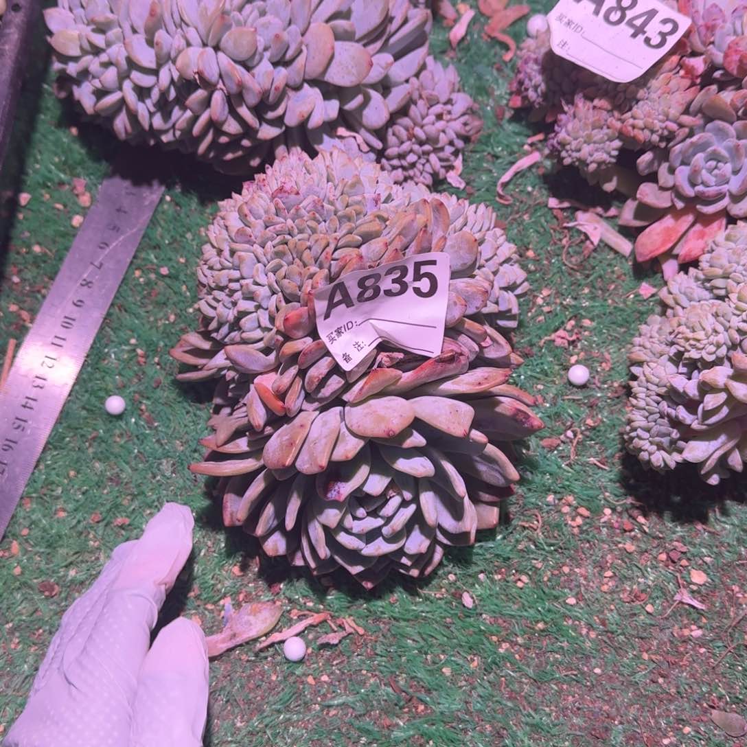 开播福利呀呀呀呀