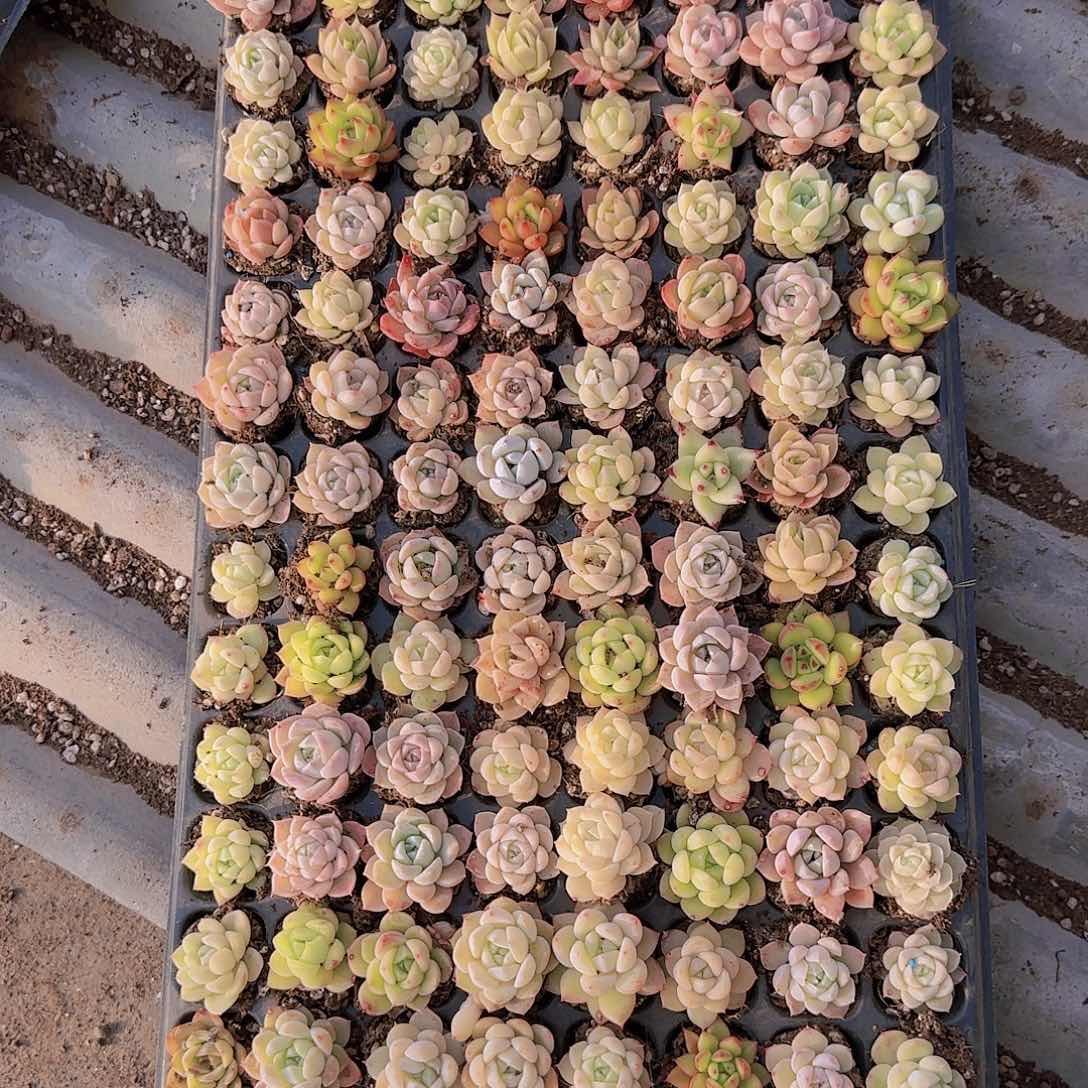 直播一物一拍多肉48