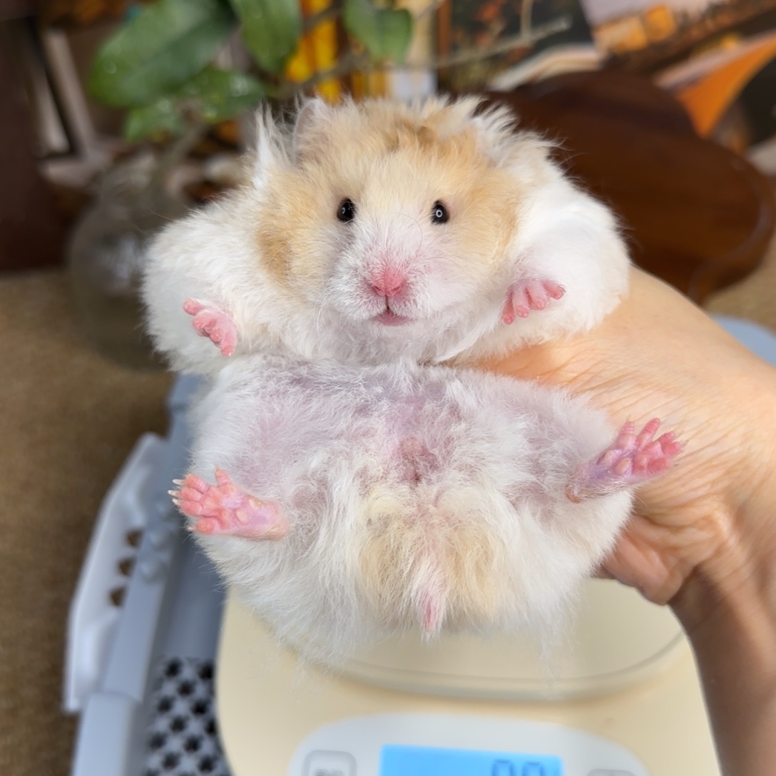 卷毛黑黄波妹妹8.08