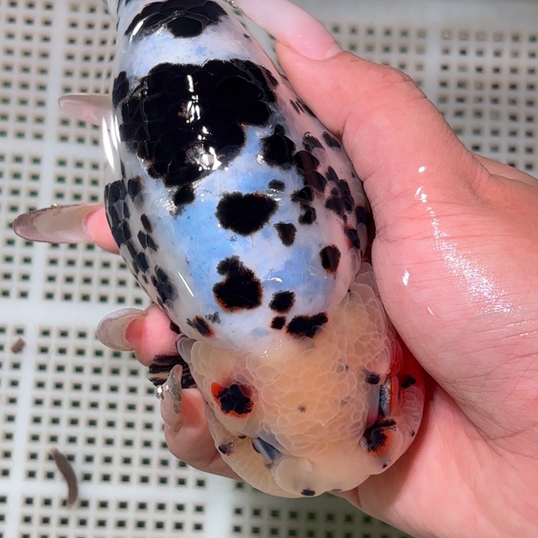 阿***的金鱼拍包装包邮，不拍包装运费到付