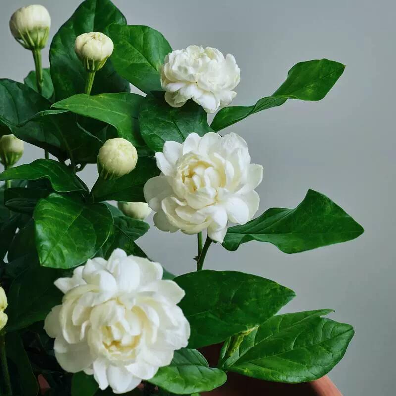 正宗三叶轮生重瓣虎头茉莉阳台庭院盆栽大花茉莉芳香浓郁花期长