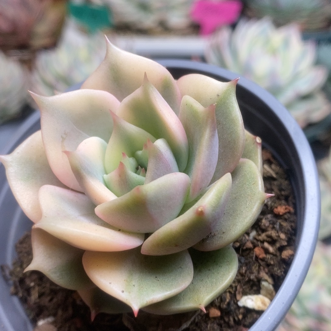 185贝加尔湖锦锦锦锦锦锦