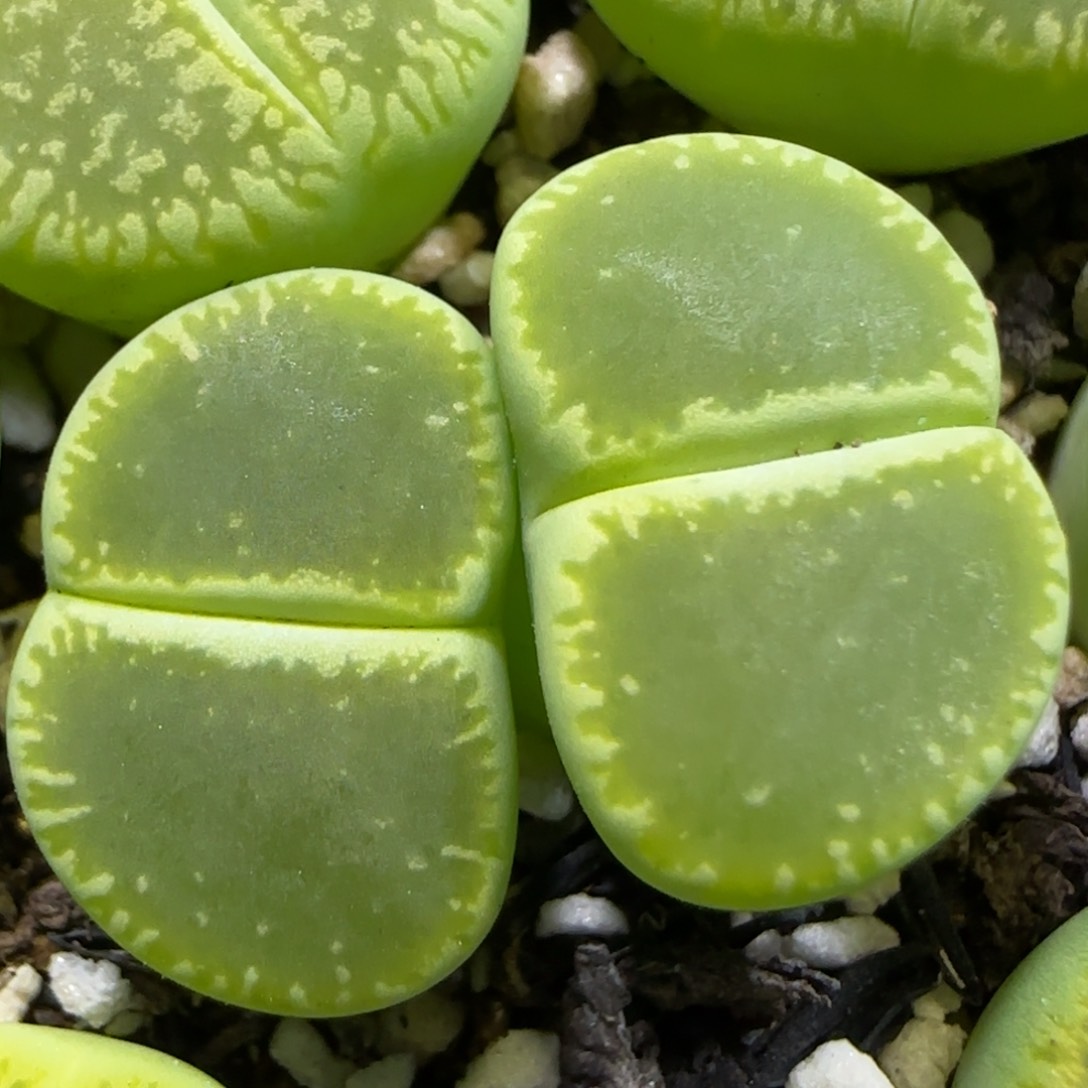 1.17 上播福利 绿光阳 6009