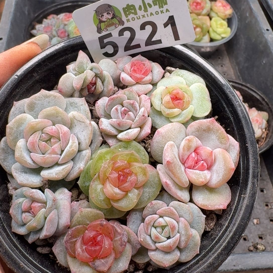 多肉植物多肉植物