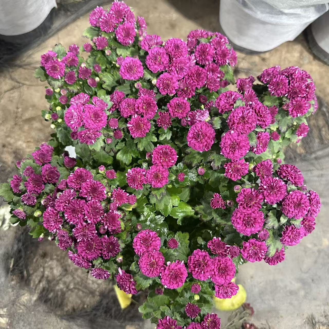 【李先生】（紫樱桃##原盆原土）球菊室内外观赏盆栽带花苞发货