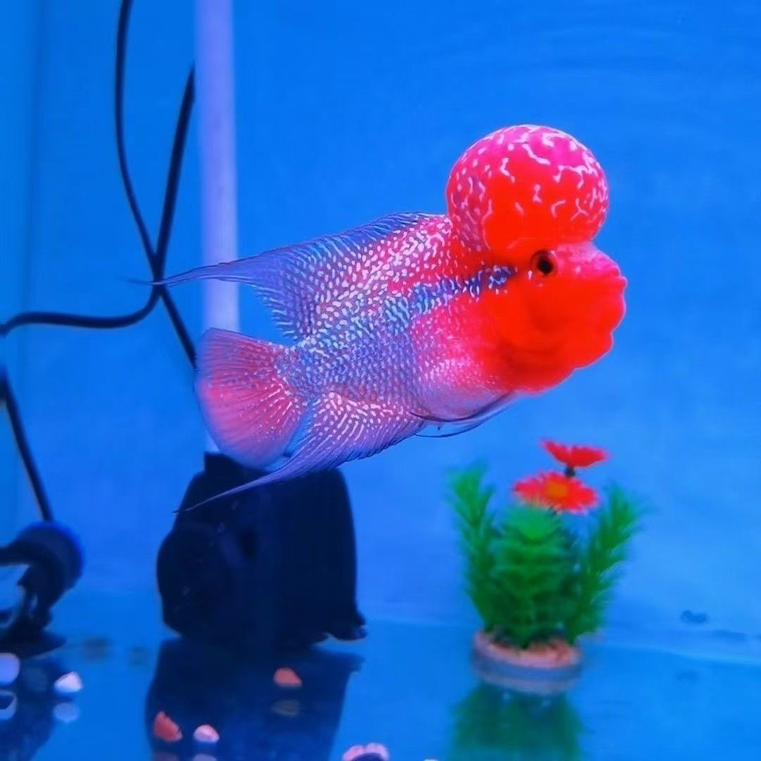 鸿运当头罗汉鱼活体热带观赏鱼好养耐活淡水鱼渔场发货精品宠物鱼