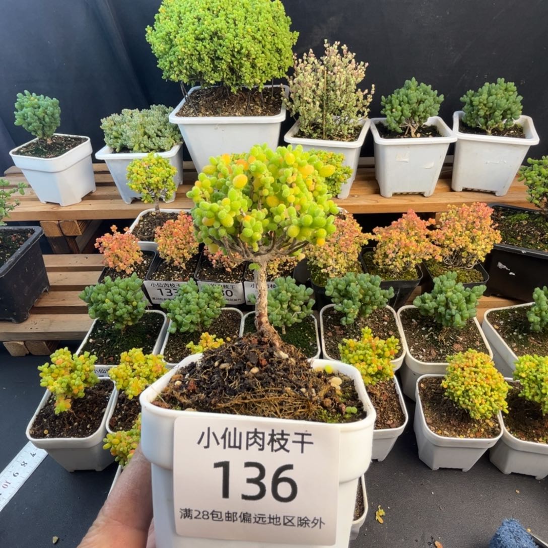 136枝干番杏金桔棒棒糖