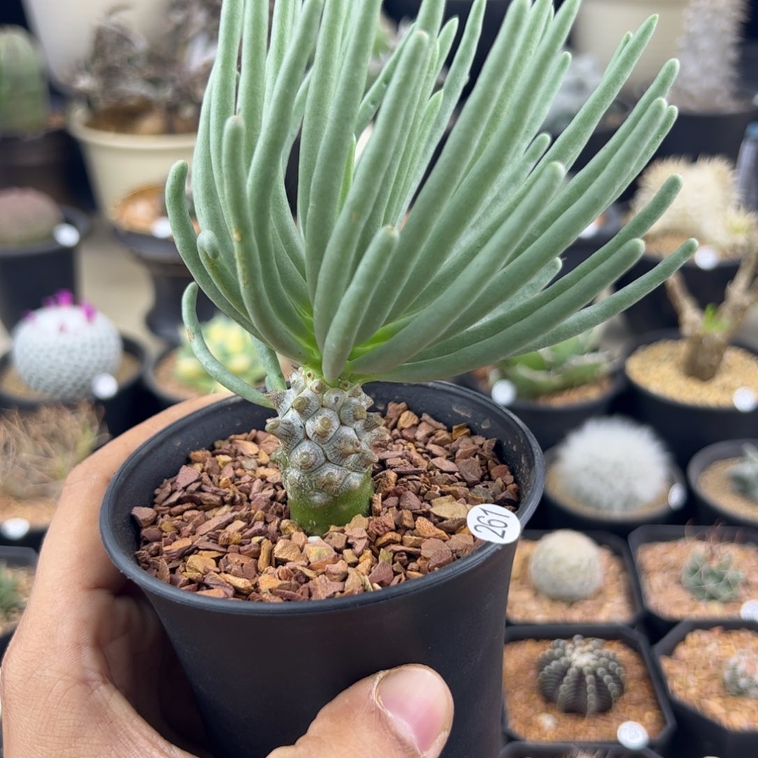 钟馗奇峰锦一物一拍261