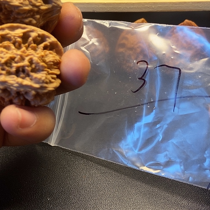 大叶紫檀（黑酸枝木类）七号