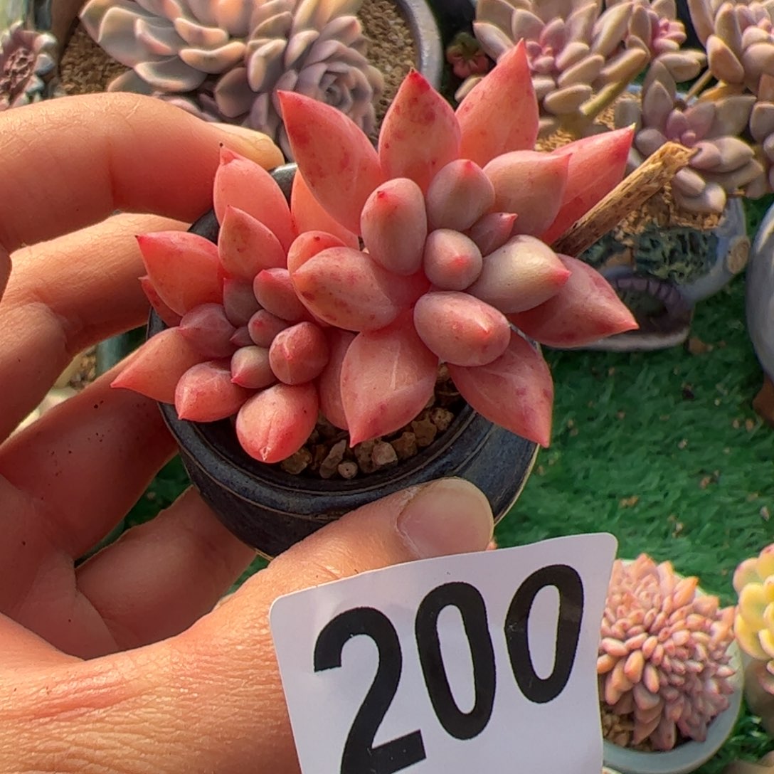 200 满38包邮一物一拍