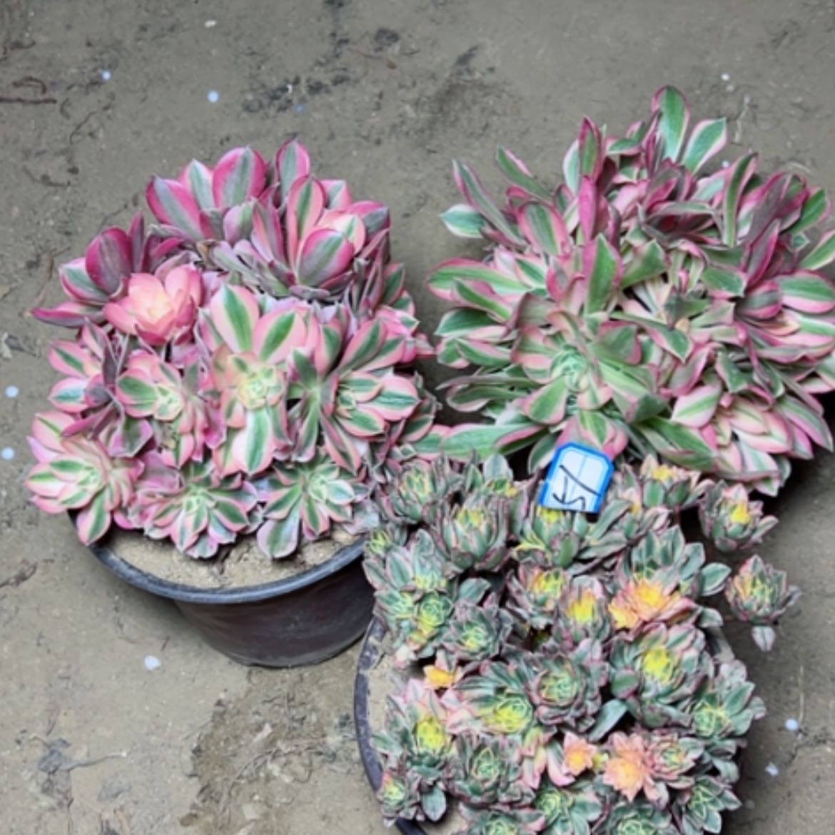 【闪购商品】多肉植物处理51