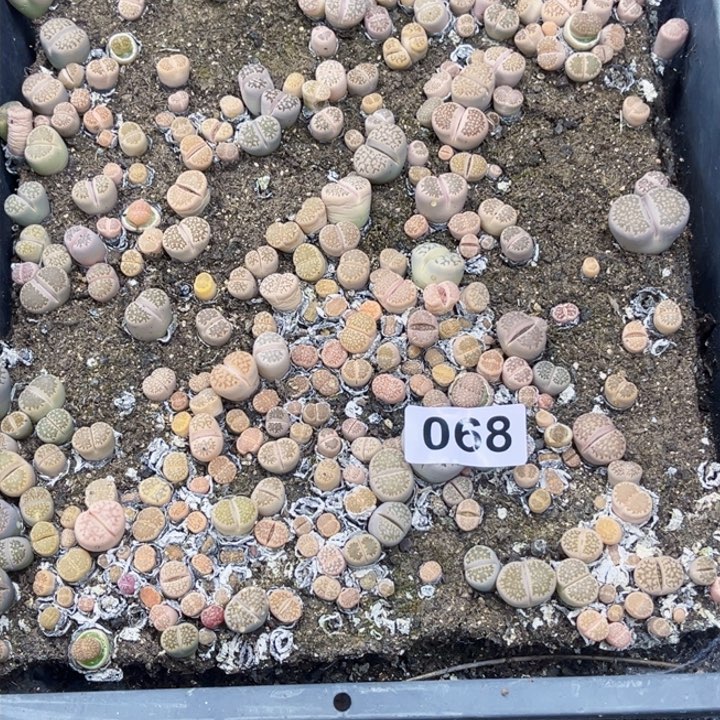 068 生石花一物一图如图初8陆续发货