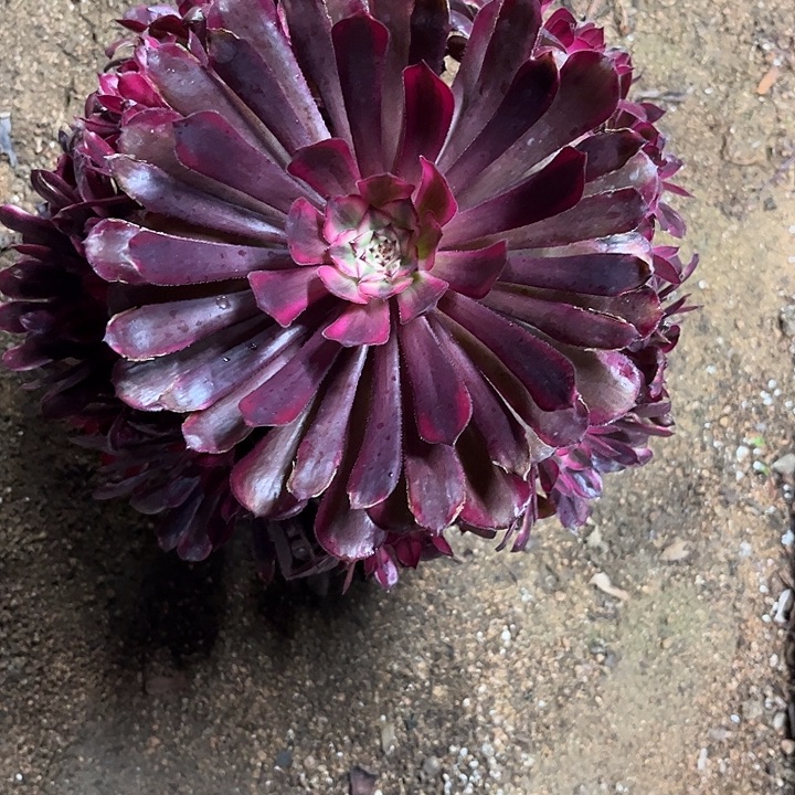 平****多肉植物黑铜壶超白锦…………