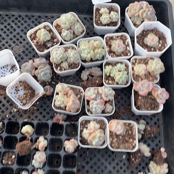 182 号到手1框一物一拍