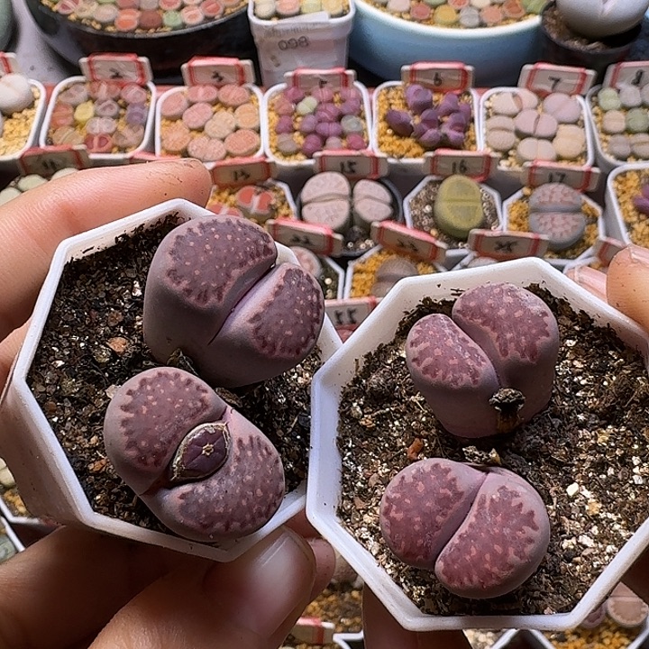 生石花1111222。   311