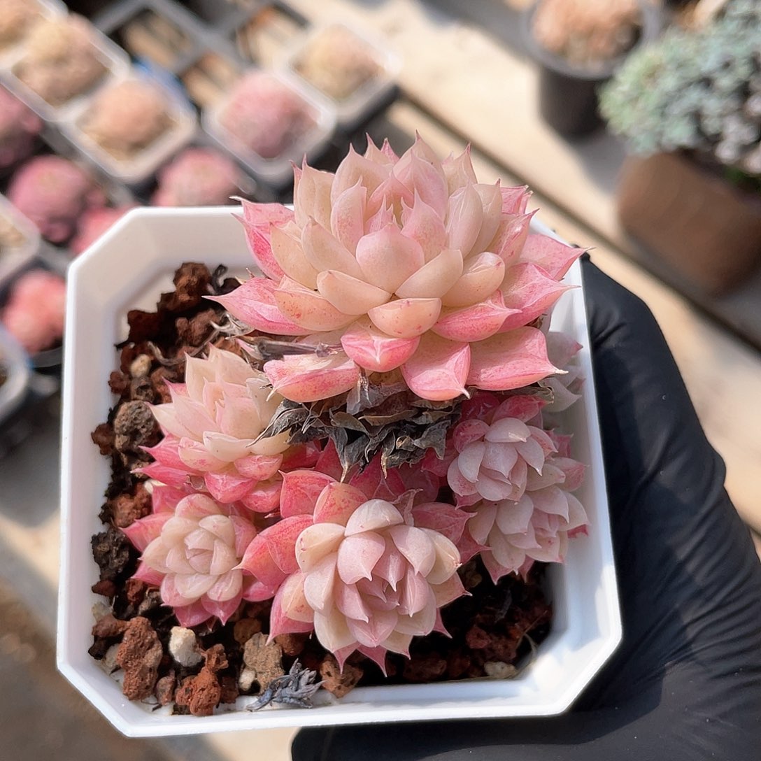 优选女王福利1369