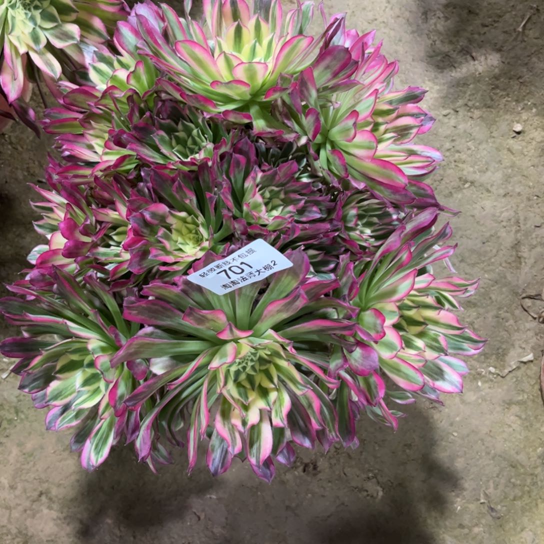 701天合多肉植物法师