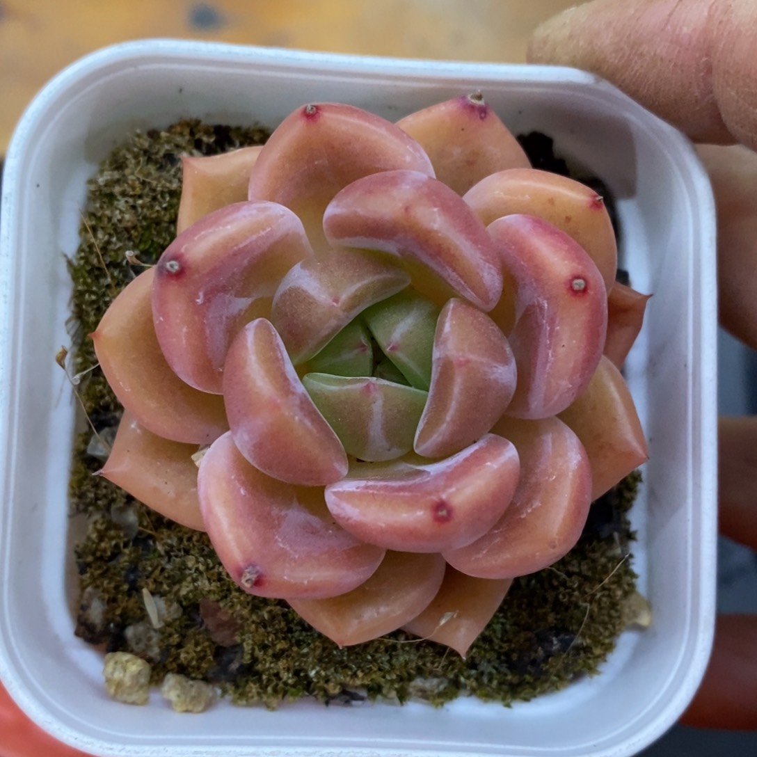 精品多肉一物一拍不包整115