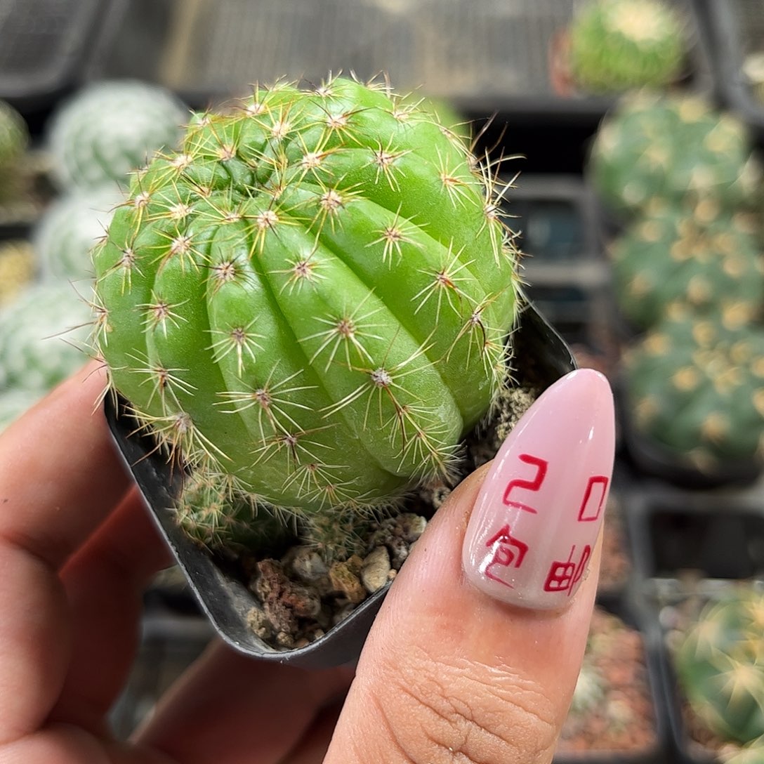 黄花青王单头发货有根