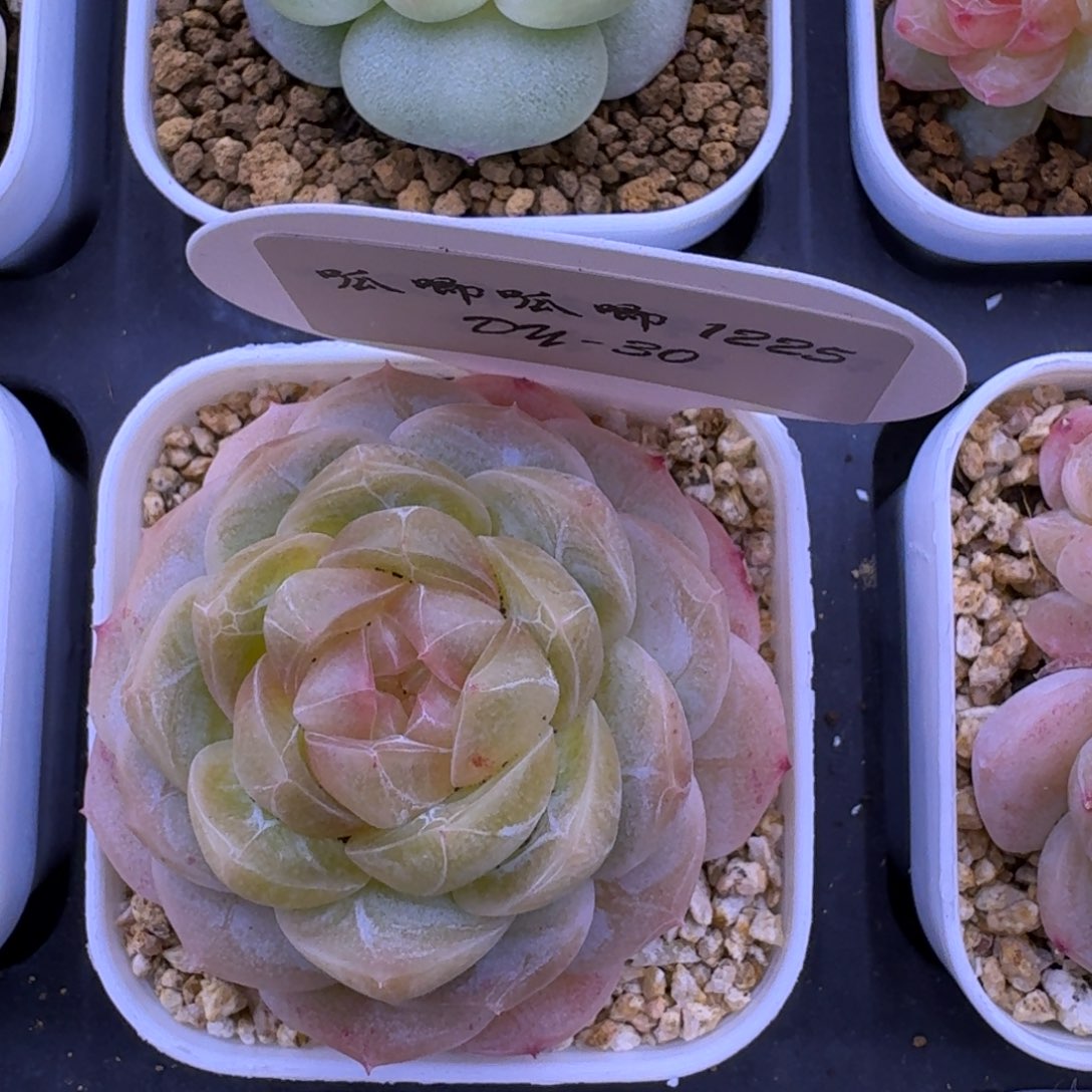 该***了1225-30-宜修单头一颗