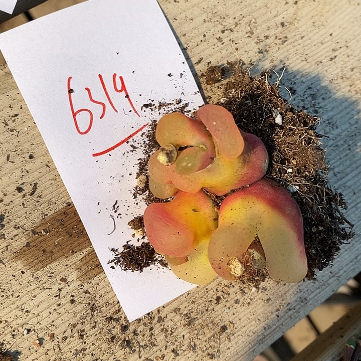 一***水6319。   一颗大毛毛。 