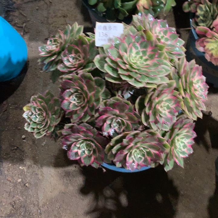 136莲花座多肉植物特价