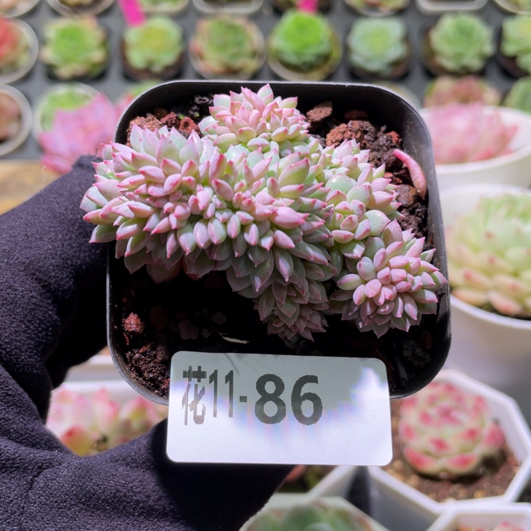 花利美11-86莱恩小精灵缀化