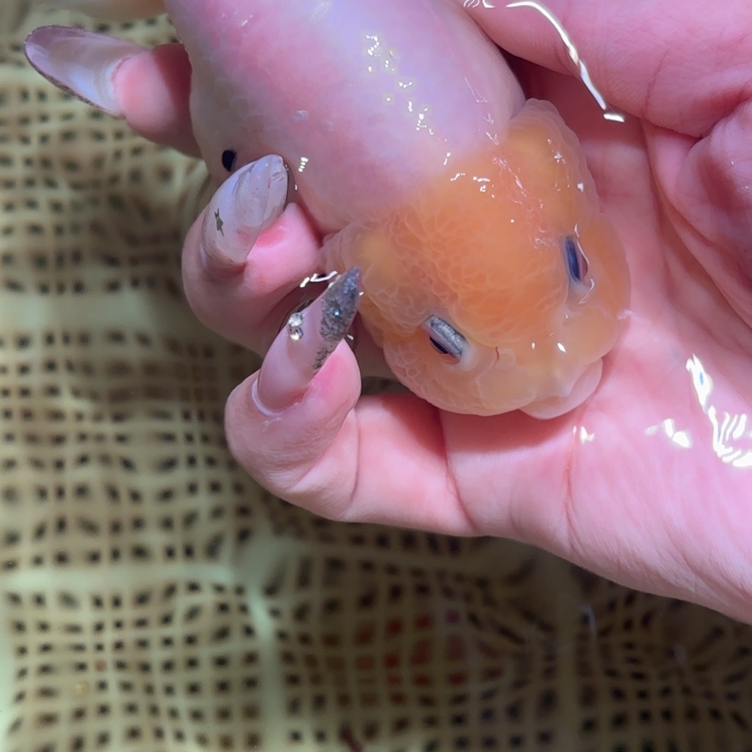 老***童金鱼拍包装包邮，不拍包装运费到付