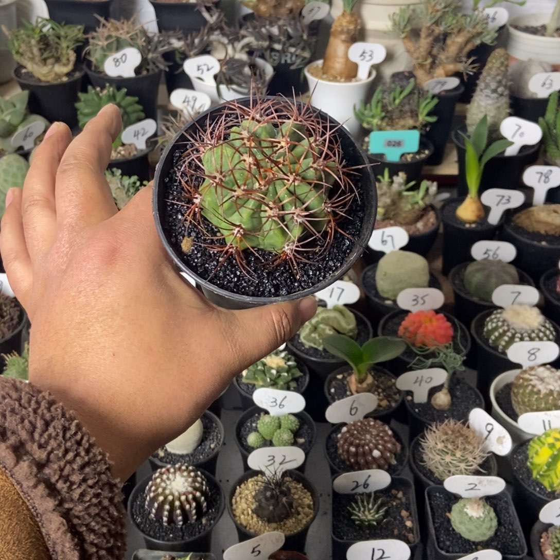 火焰龙一个一物一拍