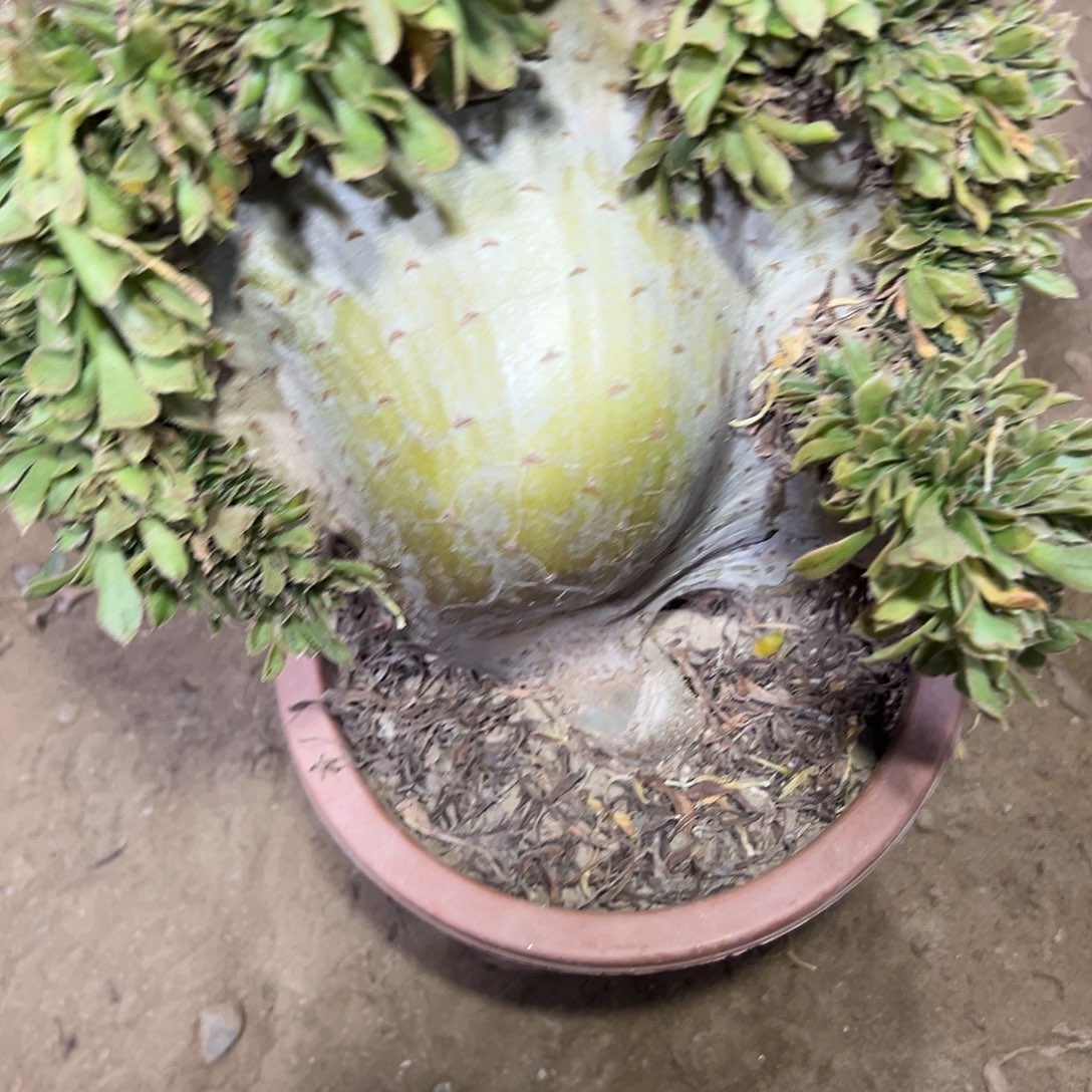 赛***特多肉植物原始绿缀花321