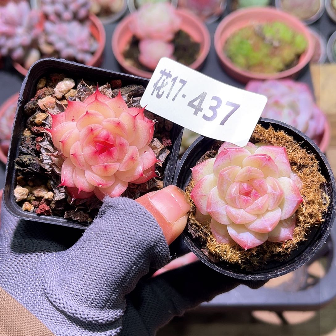 花17-437海王➕新品