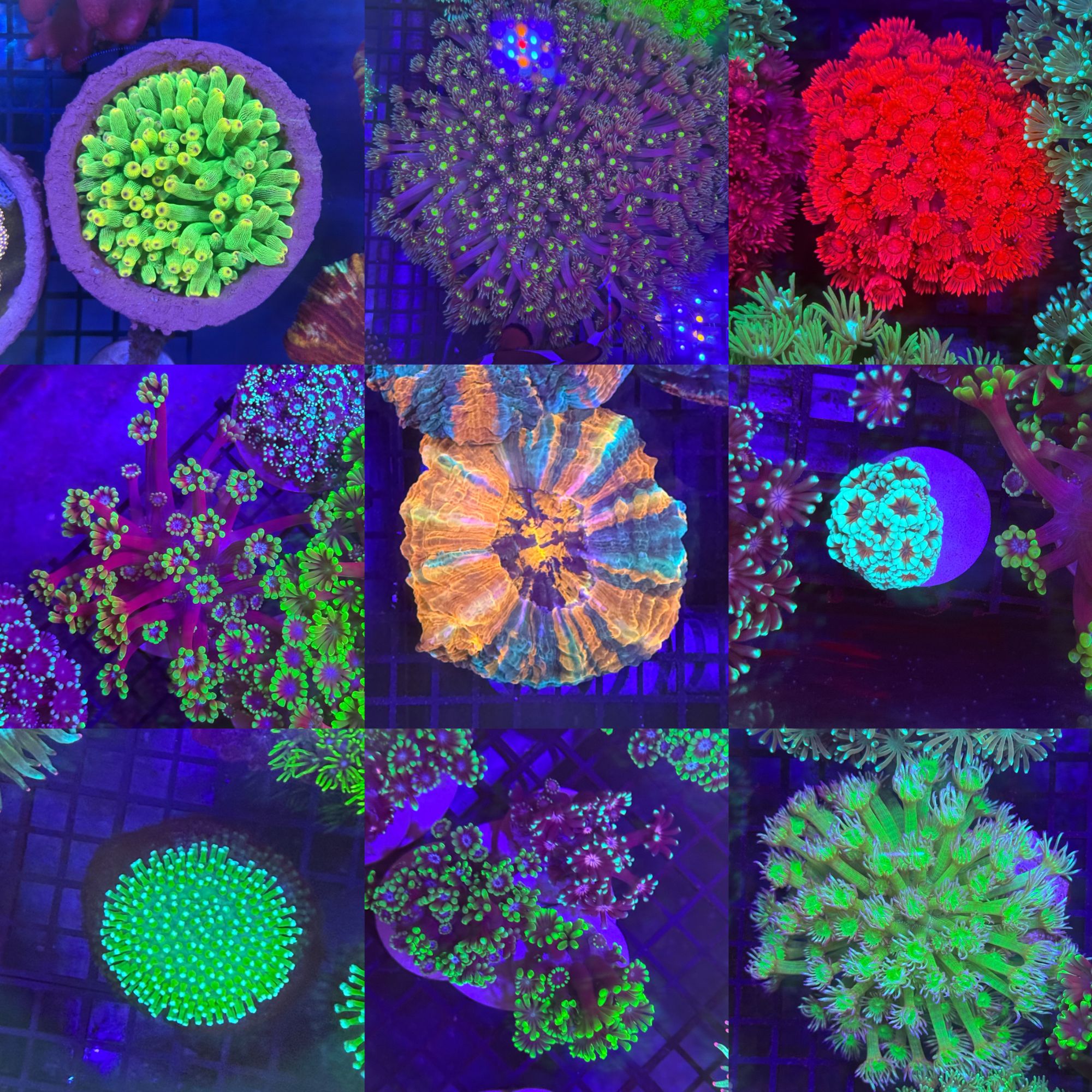 海缸鱼友之家  一图一物 【包邮】专用链接