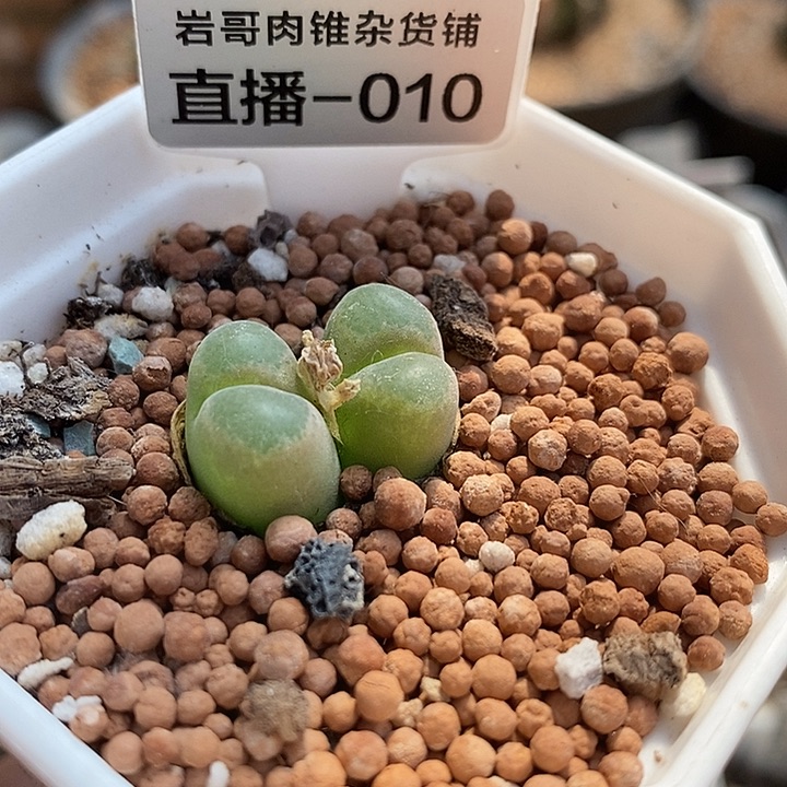 AP种源181温莎城堡风铃双头