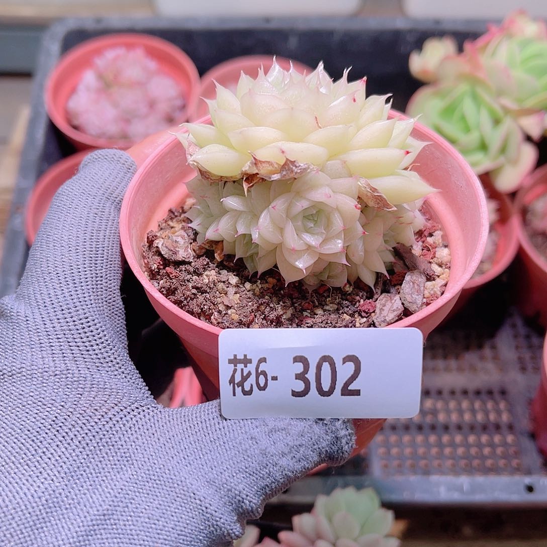 花06-302麦秆群生