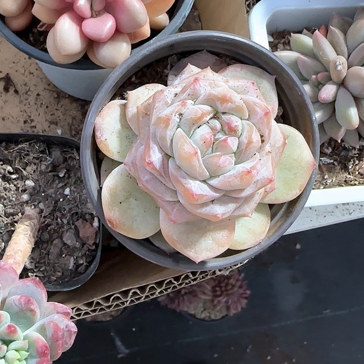 ?****?青蛙王子儿童牙膏111