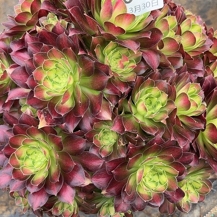 3.30-13韶华多肉1