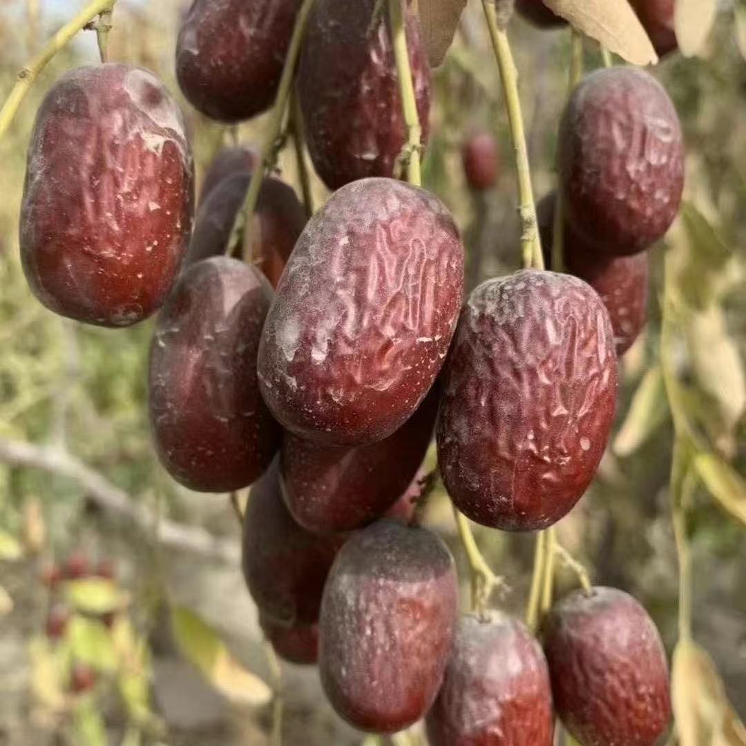 25年新货新疆直发若羌灰枣未清洗原生态吊干灰枣零食煲汤煲粥