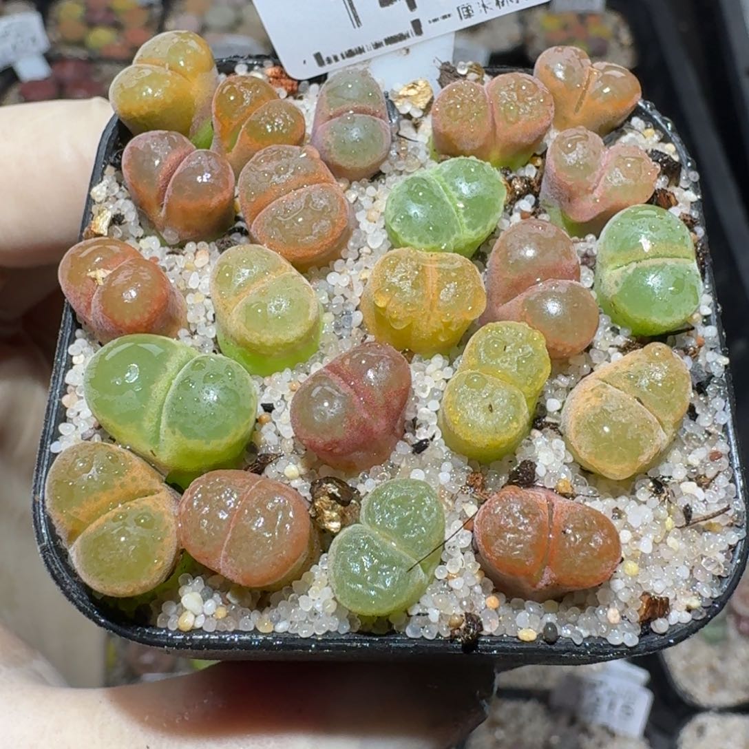 zzz精品也福利1433