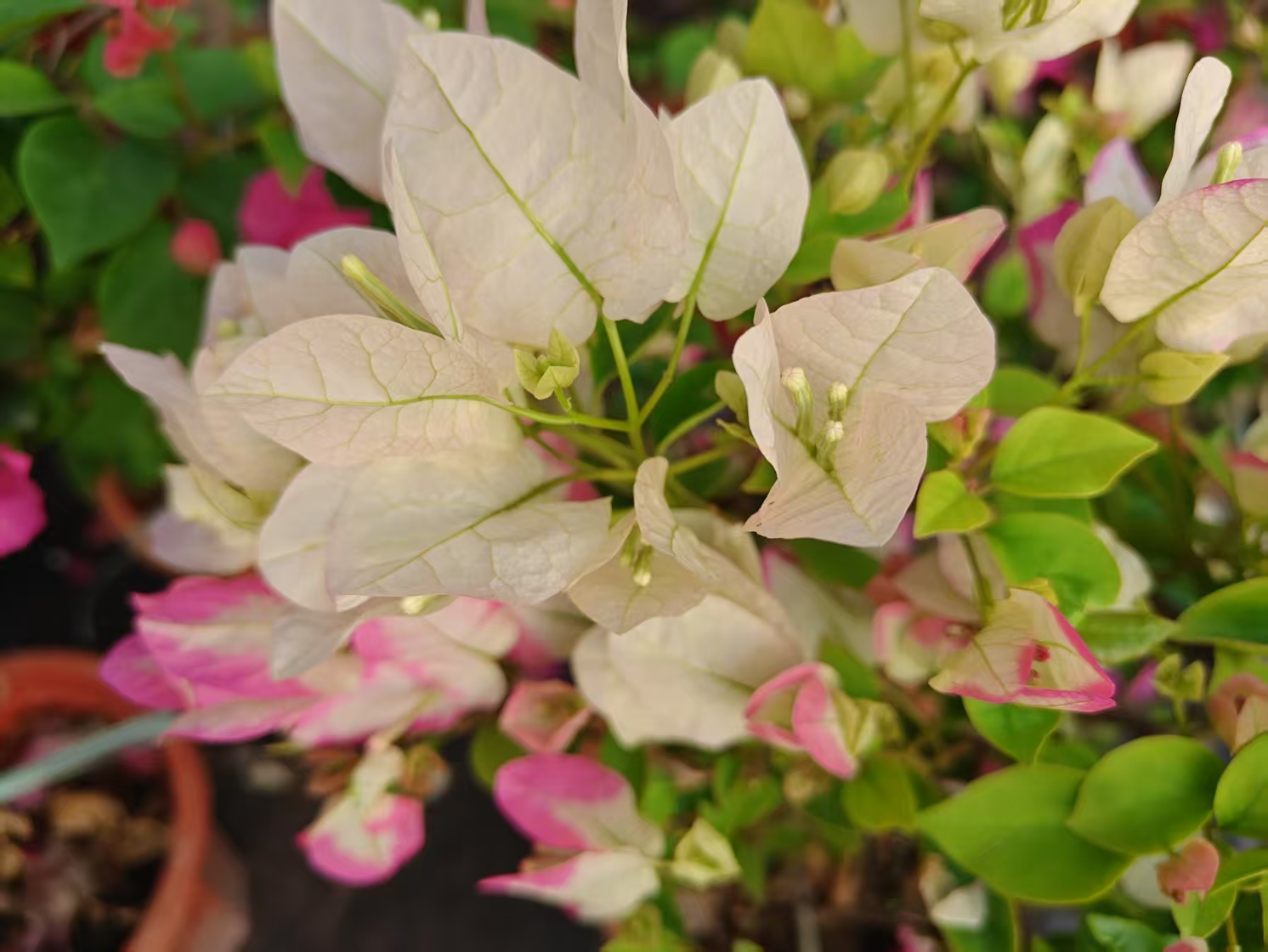 【椰子冰】三角梅勤花耐高温飘枝爬藤植物四季花基地绿植原土带花发