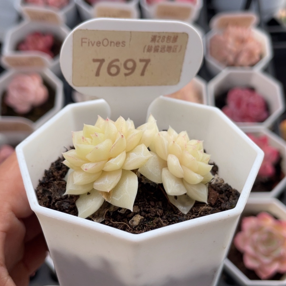 白天鹅7697-4.5厘米