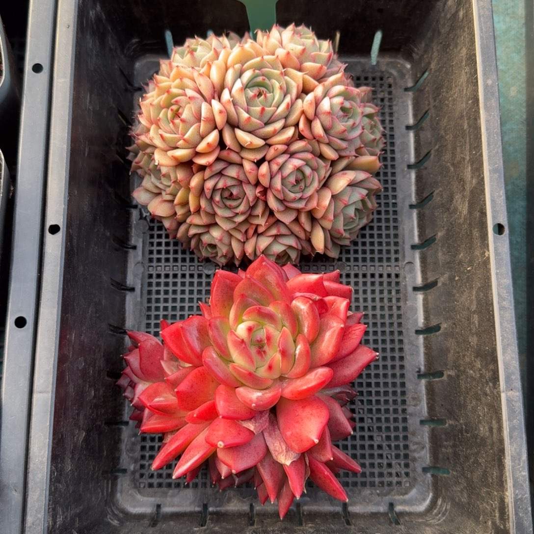 ****猫从前慢花园多肉编号1228-3