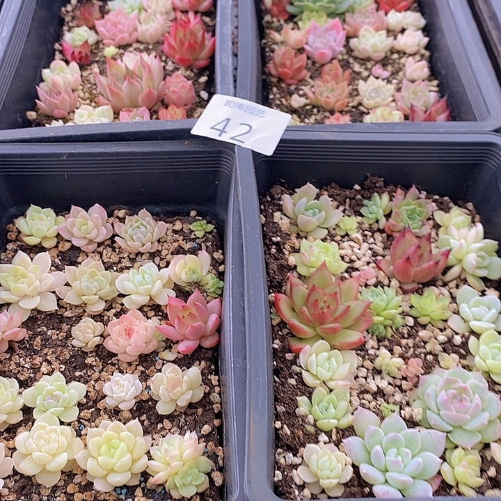 42 多肉植物盆栽花卉