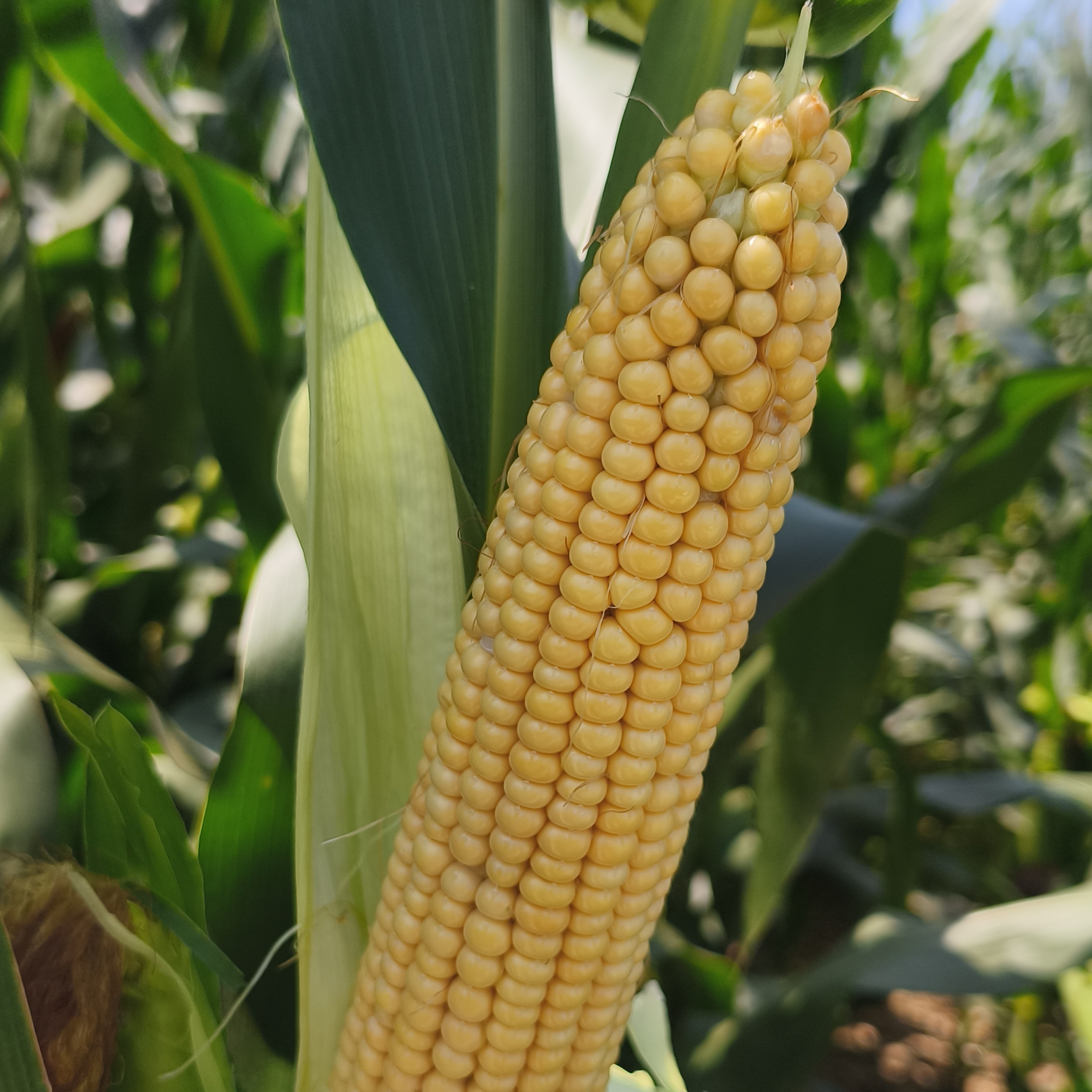 2025笨玉米现摘现发带皮老品种减脂代餐非转基因不甜不糯中果