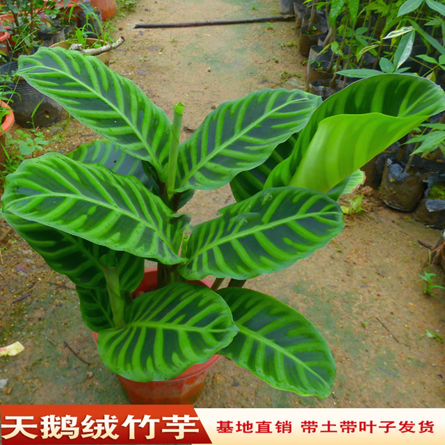 天鹅绒竹芋室内观叶植物花卉四季常青盆栽庭院绿植净化空气