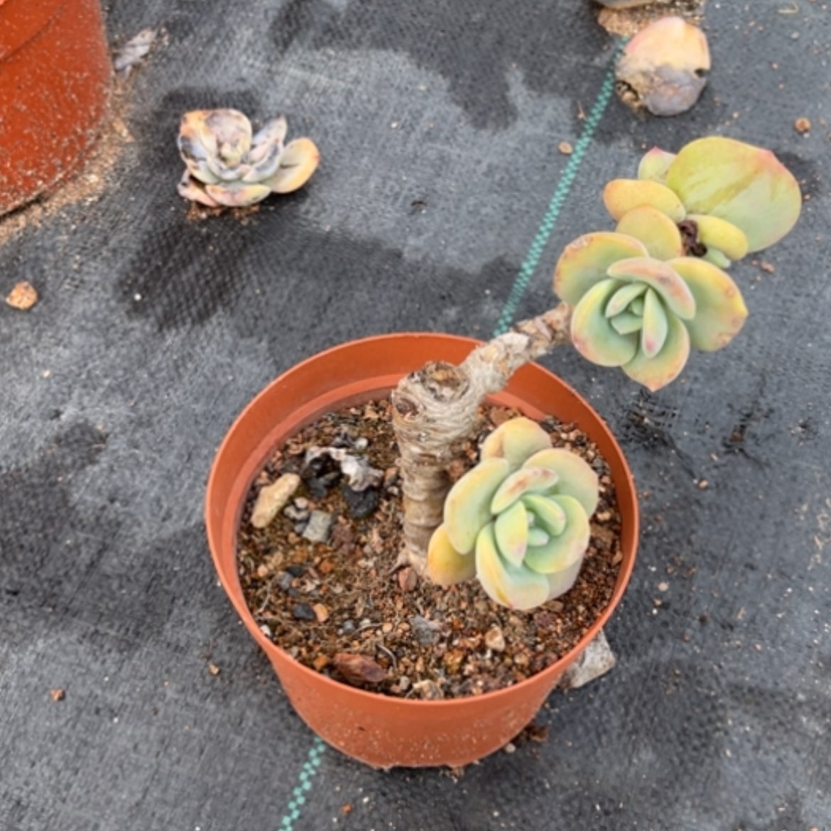 【闪购商品】奚**家白凤