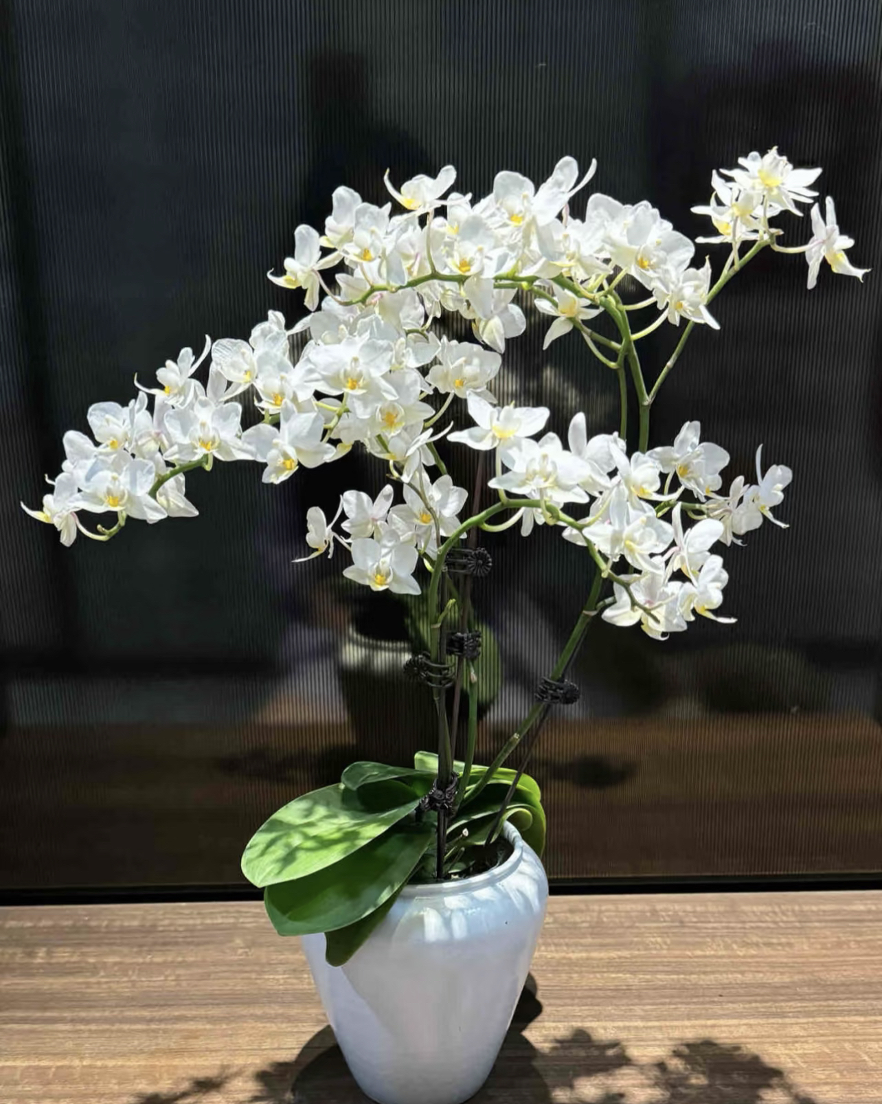 蝴蝶兰【棉花糖】3.0出剑苗（消苞无售后）